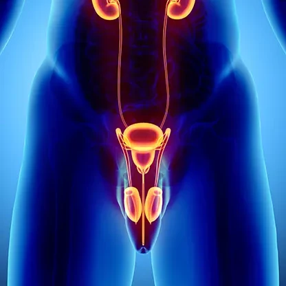 Urologia